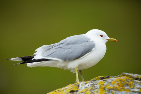 Larus canus. Norway`s wildlife. Beautiful picture. From the life of birds. Free nature. Runde Island in Norway. Scandinavian wildlife. North of Europe. Picture. Seashore. A wonderful shot of wild natuの写真素材