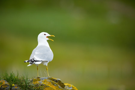 Larus canus. Norway`s wildlife. Beautiful picture. From the life of birds. Free nature. Runde Island in Norway. Scandinavian wildlife. North of Europe. Picture. Seashore. A wonderful shot of wild natuの写真素材