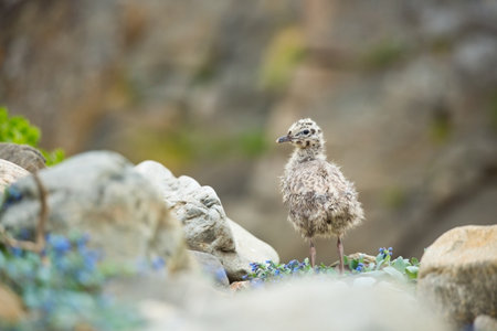 Larus canus. Norway`s wildlife. Beautiful picture. From the life of birds. Free nature. Runde Island in Norway. Scandinavian wildlife. North of Europe. Picture. Seashore. A wonderful shot of wild natuの写真素材