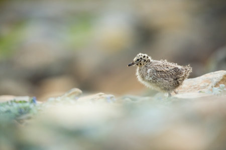 Larus canus. Norway`s wildlife. Beautiful picture. From the life of birds. Free nature. Runde Island in Norway. Scandinavian wildlife. North of Europe. Picture. Seashore. A wonderful shot of wild natuの写真素材