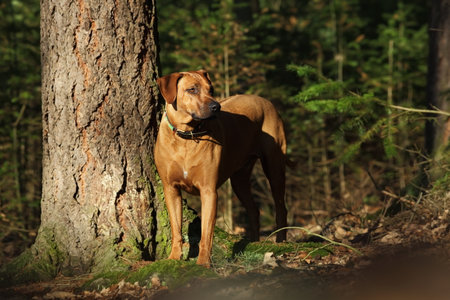 Big dog in the woods. Dog in leaves at tree. Black dog in the forest. Little dog in the woods. Dog in leaves at tree. Black dog in the forest. Original photo. Beautiful picture. Dog and nature. Dog inの写真素材
