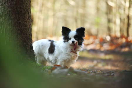 Big dog in the woods. Dog in leaves at tree. Black dog in the forest. Little dog in the woods. Dog in leaves at tree. Black dog in the forest. Original photo. Beautiful picture. Dog and nature. Dog inの写真素材