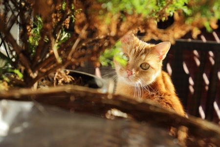 A red-eyed cat with yellow eyes. Portrait of a cat. Czech cat. Black cat with yellow eyes. Portrait of black cat. Czech cat. Black cat portrait, focus on green eyes. Ginger cat sleepng on couch in livの写真素材