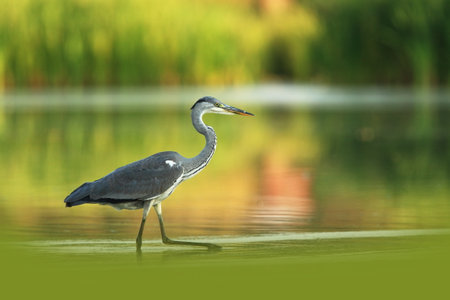 Ardea cinerea. The wild nature of the Czech Republic. Spring Glances. Beautiful nature of Europe. Big bird in water. Green color in the photo. Nice shot. Colorful water bird with gray feather sittingの写真素材