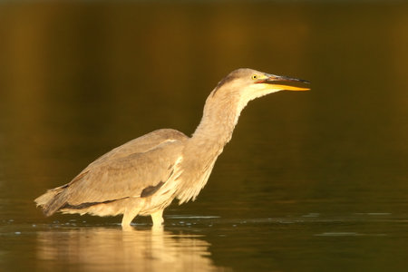 Ardea cinerea. The wild nature of the Czech Republic. Spring Glances. Beautiful nature of Europe. Big bird in water. Green color in the photo. Nice shot. Colorful water bird with gray feather sittingの写真素材
