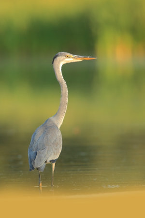 Ardea cinerea. The wild nature of the Czech Republic. Spring Glances. Beautiful nature of Europe. Big bird in water. Green color in the photo. Nice shot. Colorful water bird with gray feather sittingの写真素材