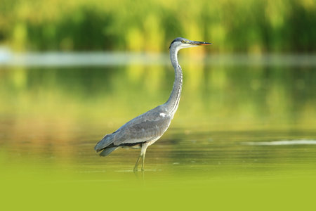 Ardea cinerea. The wild nature of the Czech Republic. Spring Glances. Beautiful nature of Europe. Big bird in water. Green color in the photo. Nice shot. Colorful water bird with gray feather sittingの写真素材