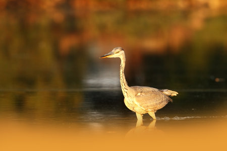 Ardea cinerea. The wild nature of the Czech Republic. Spring Glances. Beautiful nature of Europe. Big bird in water. Green color in the photo. Nice shot. Colorful water bird with gray feather sittingの写真素材