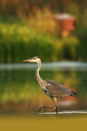 Ardea cinerea. The wild nature of the Czech Republic. Spring Glances. Beautiful nature of Europe. Big bird in water. Green color in the photo. Nice shot. Colorful water bird with gray feather sittingの写真素材