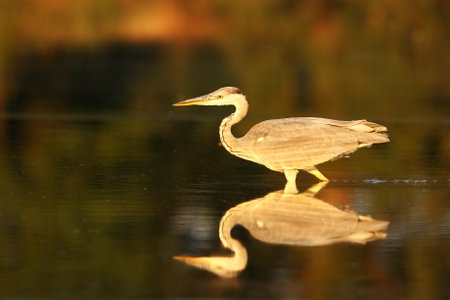 Ardea cinerea. The wild nature of the Czech Republic. Spring Glances. Beautiful nature of Europe. Big bird in water. Green color in the photo. Nice shot. Colorful water bird with gray feather sittingの写真素材