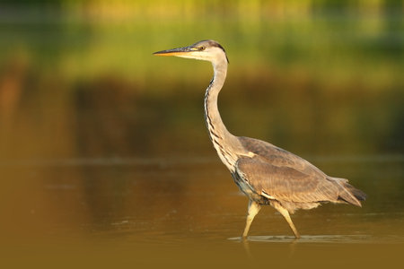 Ardea cinerea. The wild nature of the Czech Republic. Spring Glances. Beautiful nature of Europe. Big bird in water. Green color in the photo. Nice shot. Colorful water bird with gray feather sittingの写真素材