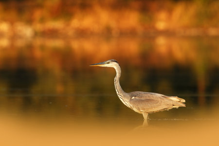 Ardea cinerea. The wild nature of the Czech Republic. Spring Glances. Beautiful nature of Europe. Big bird in water. Green color in the photo. Nice shot. Colorful water bird with gray feather sittingの写真素材