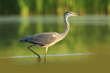 Ardea cinerea. The wild nature of the Czech Republic. Spring Glances. Beautiful nature of Europe. Big bird in water. Green color in the photo. Nice shot. Colorful water bird with gray feather sittingの写真素材