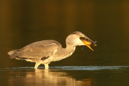 Ardea cinerea. The wild nature of the Czech Republic. Spring Glances. Beautiful nature of Europe. Big bird in water. Green color in the photo. Nice shot. Colorful water bird with gray feather sittingの写真素材