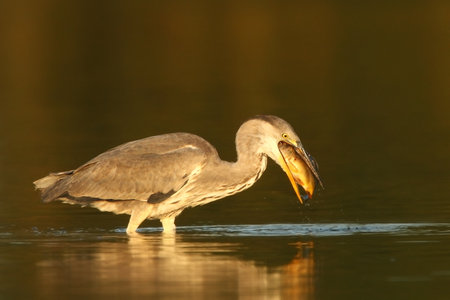 Ardea cinerea. The wild nature of the Czech Republic. Spring Glances. Beautiful nature of Europe. Big bird in water. Green color in the photo. Nice shot. Colorful water bird with gray feather sittingの写真素材