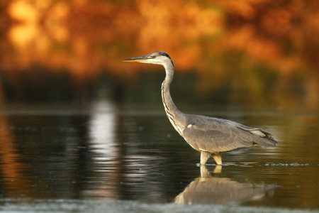 Ardea cinerea. The wild nature of the Czech Republic. Spring Glances. Beautiful nature of Europe. Big bird in water. Green color in the photo. Nice shot. Colorful water bird with gray feather sittingの写真素材
