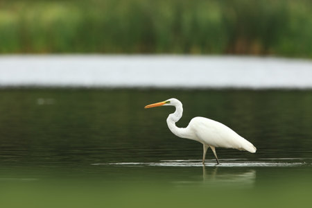 Ardea alba. The wild nature of the Czech Republic. Spring Glances. Beautiful nature of Europe. Big bird in water. Green color in the photo. Nice shot. Water bird in flight. Flying heron in the green fの写真素材