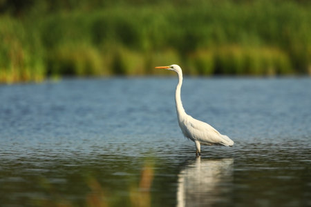 Ardea alba. The wild nature of the Czech Republic. Spring Glances. Beautiful nature of Europe. Big bird in water. Green color in the photo. Nice shot. Water bird in flight. Flying heron in the green fの写真素材