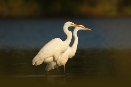 Ardea alba. The wild nature of the Czech Republic. Spring Glances. Beautiful nature of Europe. Big bird in water. Green color in the photo. Nice shot. Water bird in flight. Flying heron in the green fの写真素材