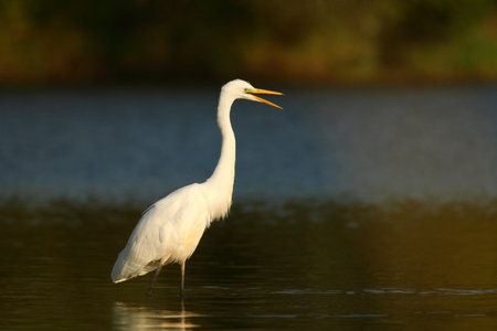 Ardea alba. The wild nature of the Czech Republic. Spring Glances. Beautiful nature of Europe. Big bird in water. Green color in the photo. Nice shot. Water bird in flight. Flying heron in the green fの写真素材
