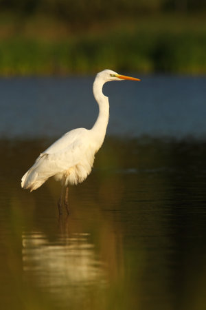Ardea alba. The wild nature of the Czech Republic. Spring Glances. Beautiful nature of Europe. Big bird in water. Green color in the photo. Nice shot. Water bird in flight. Flying heron in the green fの写真素材