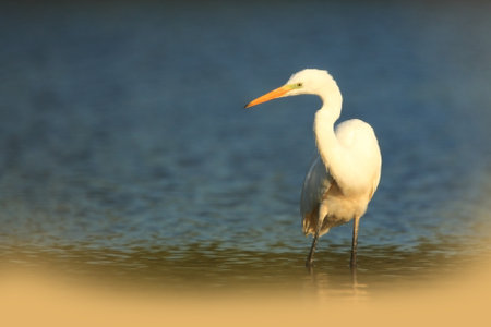 Ardea alba. The wild nature of the Czech Republic. Spring Glances. Beautiful nature of Europe. Big bird in water. Green color in the photo. Nice shot. Water bird in flight. Flying heron in the green fの写真素材