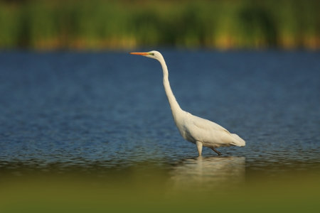 Ardea alba. The wild nature of the Czech Republic. Spring Glances. Beautiful nature of Europe. Big bird in water. Green color in the photo. Nice shot. Water bird in flight. Flying heron in the green fの写真素材