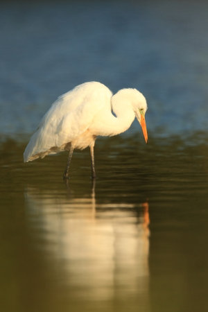 Ardea alba. The wild nature of the Czech Republic. Spring Glances. Beautiful nature of Europe. Big bird in water. Green color in the photo. Nice shot. Water bird in flight. Flying heron in the green fの写真素材