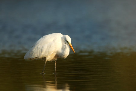 Ardea alba. The wild nature of the Czech Republic. Spring Glances. Beautiful nature of Europe. Big bird in water. Green color in the photo. Nice shot. Water bird in flight. Flying heron in the green fの写真素材