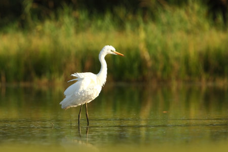 Ardea alba. The wild nature of the Czech Republic. Spring Glances. Beautiful nature of Europe. Big bird in water. Green color in the photo. Nice shot. Water bird in flight. Flying heron in the green fの写真素材