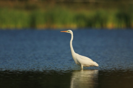 Ardea alba. The wild nature of the Czech Republic. Spring Glances. Beautiful nature of Europe. Big bird in water. Green color in the photo. Nice shot. Water bird in flight. Flying heron in the green fの写真素材