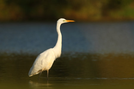 Ardea alba. The wild nature of the Czech Republic. Spring Glances. Beautiful nature of Europe. Big bird in water. Green color in the photo. Nice shot. Water bird in flight. Flying heron in the green fの写真素材
