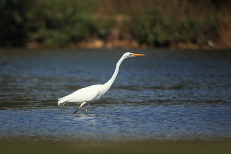 Ardea alba. The wild nature of the Czech Republic. Spring Glances. Beautiful nature of Europe. Big bird in water. Green color in the photo. Nice shot. Water bird in flight. Flying heron in the green fの写真素材