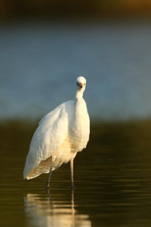 Ardea alba. The wild nature of the Czech Republic. Spring Glances. Beautiful nature of Europe. Big bird in water. Green color in the photo. Nice shot. Water bird in flight. Flying heron in the green fの写真素材
