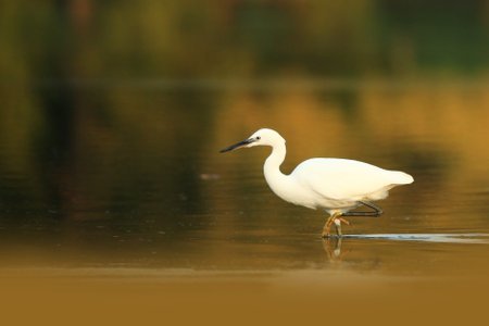 Egretta garzetta. The wild nature of the Czech Republic. Spring Glances. Beautiful nature of Europe. Big bird in water. Green color in the photo. Nice shot. Image of little egret (Egretta garzetta) loの写真素材