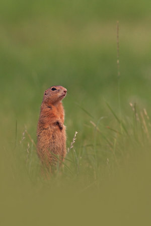 Spermophilus citellus. Wild nature of Czech. The animal on the meadow. In the grass. Beautiful nature. Free nature. The wilderness of Europe. European Ground Squirrel, Spermophilus citellus, sitting iの写真素材