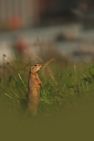 Spermophilus citellus. Wild nature of Czech. The animal on the meadow. In the grass. Beautiful nature. Free nature. The wilderness of Europe. European Ground Squirrel, Spermophilus citellus, sitting iの写真素材