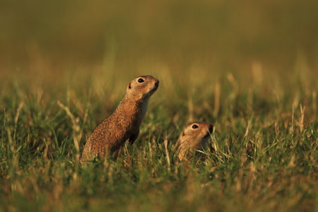 Spermophilus citellus. Wild nature of Czech. The animal on the meadow. In the grass. Beautiful nature. Free nature. The wilderness of Europe. European Ground Squirrel, Spermophilus citellus, sitting iの写真素材
