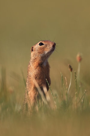 Spermophilus citellus. Wild nature of Czech. The animal on the meadow. In the grass. Beautiful nature. Free nature. The wilderness of Europe. European Ground Squirrel, Spermophilus citellus, sitting iの写真素材