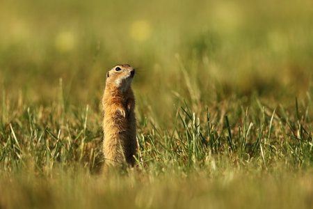 Spermophilus citellus. Wild nature of Czech. The animal on the meadow. In the grass. Beautiful nature. Free nature. The wilderness of Europe. European Ground Squirrel, Spermophilus citellus, sitting iの写真素材