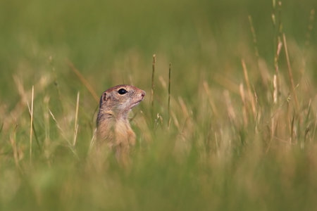Spermophilus citellus. Wild nature of Czech. The animal on the meadow. In the grass. Beautiful nature. Free nature. The wilderness of Europe. European Ground Squirrel, Spermophilus citellus, sitting iの写真素材