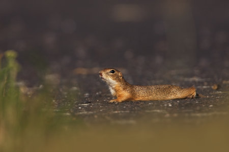 Spermophilus citellus. Wild nature of Czech. The animal on the meadow. In the grass. Beautiful nature. Free nature. The wilderness of Europe. European Ground Squirrel, Spermophilus citellus, sitting iの写真素材