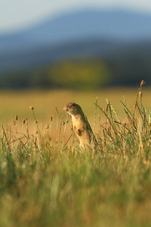 Spermophilus citellus. Wild nature of Czech. The animal on the meadow. In the grass. Beautiful nature. Free nature. The wilderness of Europe. European Ground Squirrel, Spermophilus citellus, sitting iの写真素材