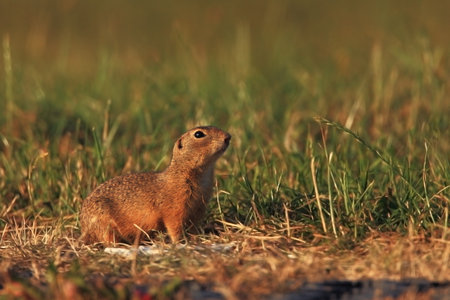 Spermophilus citellus. Wild nature of Czech. The animal on the meadow. In the grass. Beautiful nature. Free nature. The wilderness of Europe. European Ground Squirrel, Spermophilus citellus, sitting iの写真素材