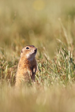 Spermophilus citellus. Wild nature of Czech. The animal on the meadow. In the grass. Beautiful nature. Free nature. The wilderness of Europe. European Ground Squirrel, Spermophilus citellus, sitting iの写真素材
