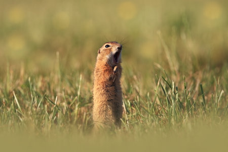 Spermophilus citellus. Wild nature of Czech. The animal on the meadow. In the grass. Beautiful nature. Free nature. The wilderness of Europe. European Ground Squirrel, Spermophilus citellus, sitting iの写真素材