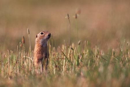 Spermophilus citellus. Wild nature of Czech. The animal on the meadow. In the grass. Beautiful nature. Free nature. The wilderness of Europe. European Ground Squirrel, Spermophilus citellus, sitting iの写真素材