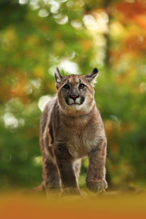 Puma concolor. Autumn in Czech nature. Animal on rock. Colorful autumn. Beautiful colors. America. Puma concolor, known as the mountain lion, panther, in green vegetation, Mexico. Wildlife scene fromの写真素材