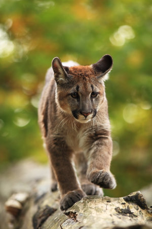 Puma concolor. Autumn in Czech nature. Animal on rock. Colorful autumn. Beautiful colors. America. Puma concolor, known as the mountain lion, panther, in green vegetation, Mexico. Wildlife scene fromの写真素材