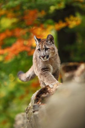 Puma concolor. Autumn in Czech nature. Animal on rock. Colorful autumn. Beautiful colors. America. Puma concolor, known as the mountain lion, panther, in green vegetation, Mexico. Wildlife scene fromの写真素材